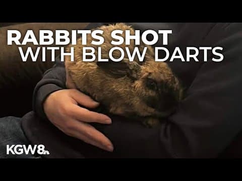 8 rabbits euthanized after at least 10 were shot with blow darts in Clark County