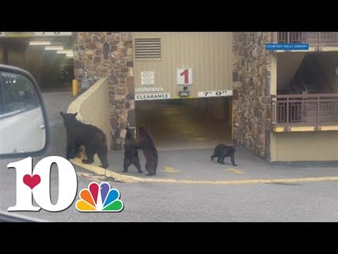 Bear family spotted in Gatlinburg, another spotted on top of grease container