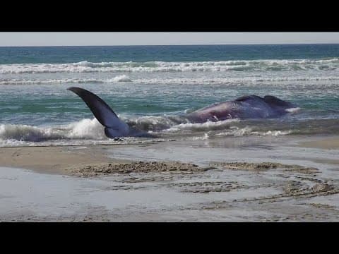 Dead whale washes ashore in Pacific Beach