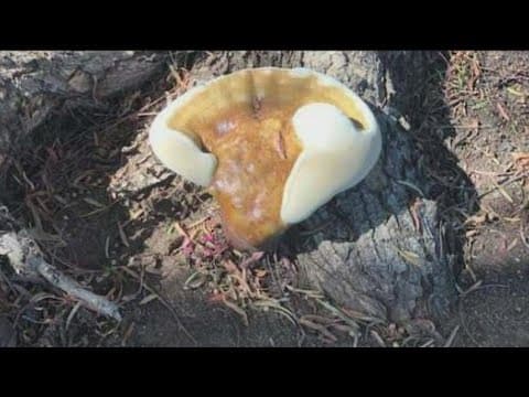 What are these mysterious mushrooms sprouting in San Diego?