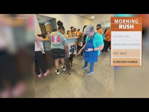 Mesquite says more than 150 animals adopted