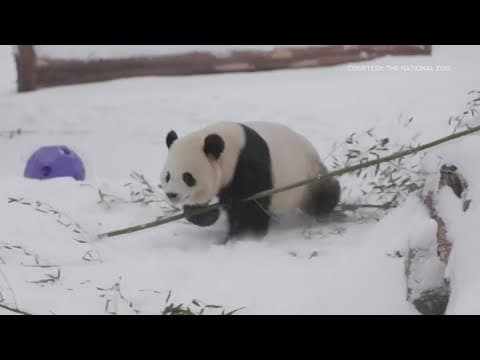 Playful pandas at National Zoo frolic in the snow during winter storm