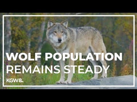 Oregon’s wolf populations remained stable in 2023, reports says