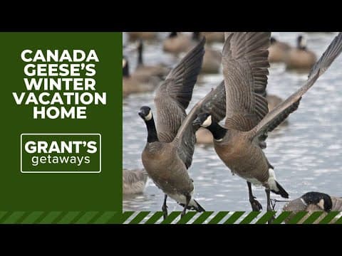Oregon is a winter vacation home for thousands of visiting geese