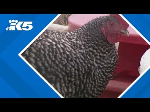 USDA accidentally fires bird flu experts