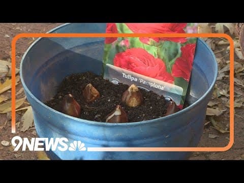 Planting spring bulbs in November