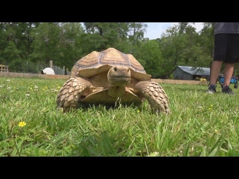 Tortoise on the lam, returned home