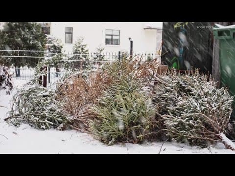 Recycling Christmas Trees | ECO9