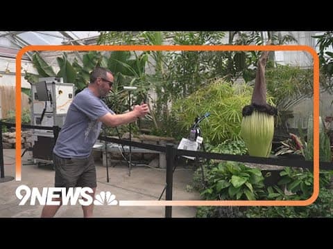 Corpse flower is a celebrity as crowds wait for a smell and photo