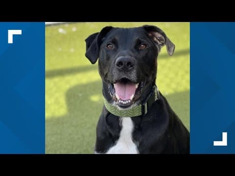 Pets of the Week for July 12, 2025