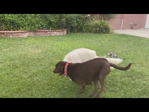 Veterinarians worried mysterious dog illness will soon see spike in cases