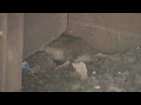 State inspectors visit rat and mold-infested apartments in  Houston's Sunnyside area