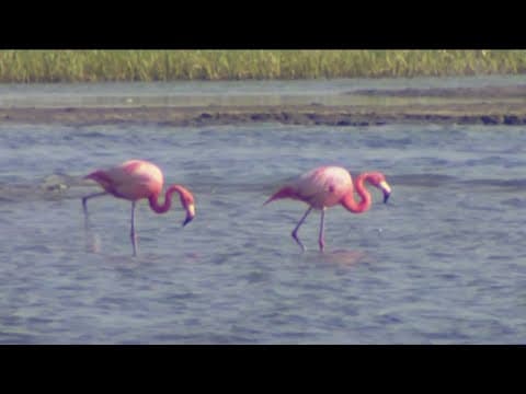 Flamingo sightings spark curiosity in South Bay community