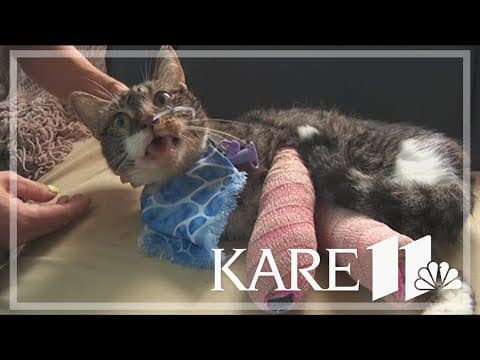 Cat allegedly thrown from balcony recovering in Wisconsin