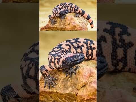 Colorado man dies after bite from Gila monster he illegally kept as a pet