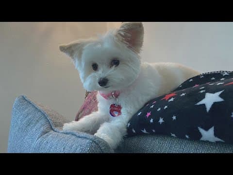 HPD asking for help to find support dog that was in car they said was stolen