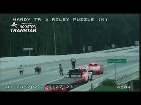 Video captures cow running wild on Hardy Toll Road before being lassoed