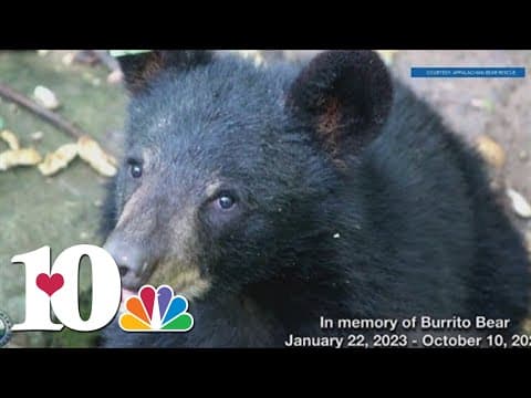 ABR discusses bacterial infection that killed three bear cubs