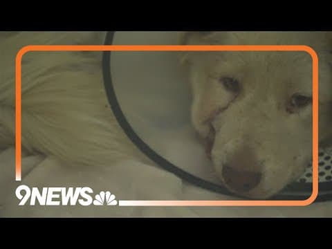 Veterinarian helps heal dog that was possibly shot in the face, suffered jaw fracture