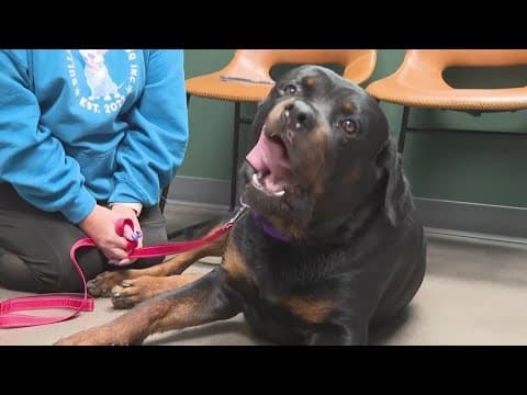 Nebraska dog survives tornado that sent him flying four blocks away
