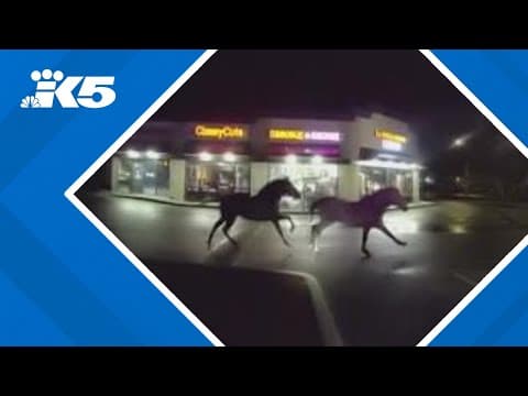 Pierce County deputies help wrangle loose horses in Tacoma