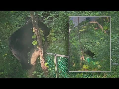 Multiple bear sightings across the DC region | The Night Cap