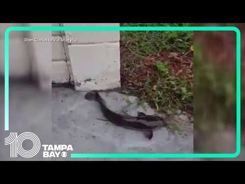 Walking catfish swim in St. Pete driveway as Hurricane Debby causes flash flooding