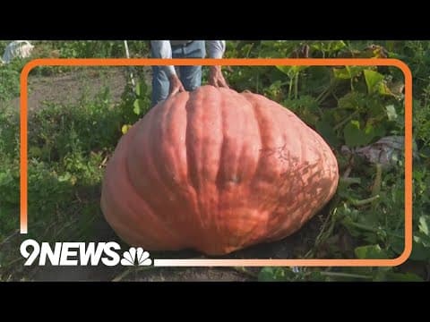 How do giant pumpkins get so big?