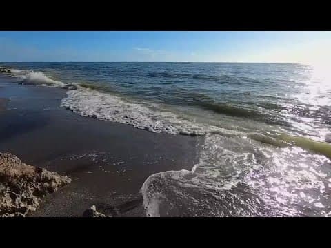 USF researchers identify viruses in red tide blooms for the first time