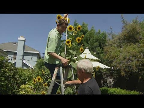 Miracle Grow: The sunflower nobody planted keeps growing