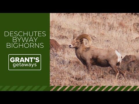 Seeking out the Deschutes River byway bighorns