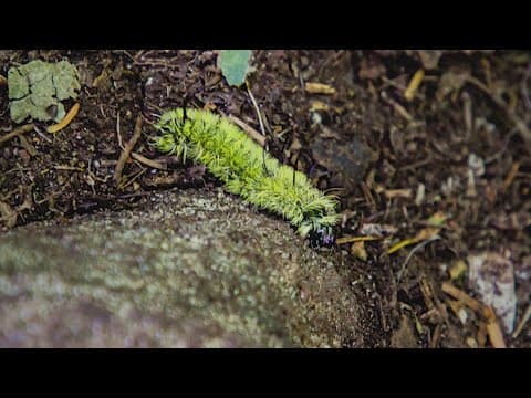 Toxic caterpillars spotted across Texas Hill Country