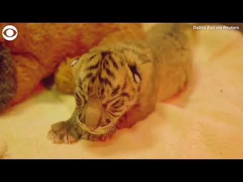 Newborn tiger cubs at the Dallas Zoo