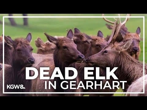 Gearhart residents upset hunters killed nearly 80 elk on one private property