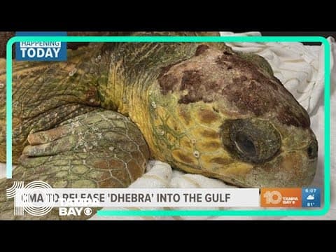 CMA to release loggerhead turtle 'Dhebra' after successful rehabilitation