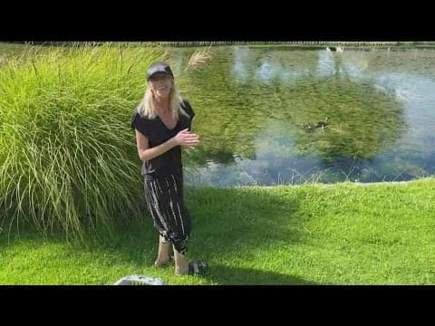 Family of ducklings rescued from storm drain in San Marcos