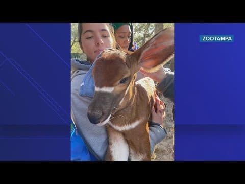 'It's a girl': New endangered animal born at ZooTampa