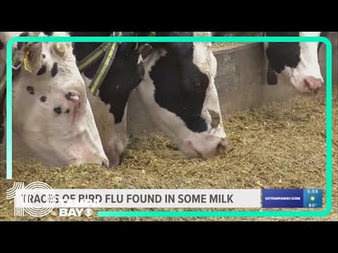 Traces of bird flu found in some milk