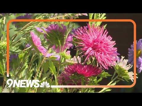 How to revive a tired late summer garden