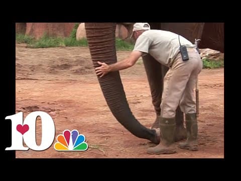 WBIR Vault: Zoo Knoxville Elephants vs Tennessee Vols (2008)