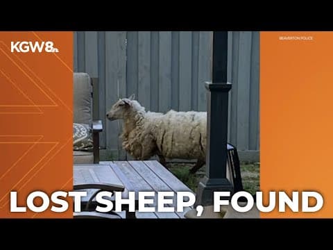 Lost sheep found in Beaverton after leisurely neighborhood graze