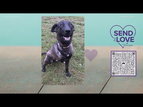 Send the Love update: Phoenix is making great progress!