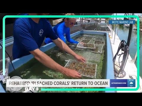 'Bleached corals' return home to Florida waters after rehab at Mote Marine Aquarium