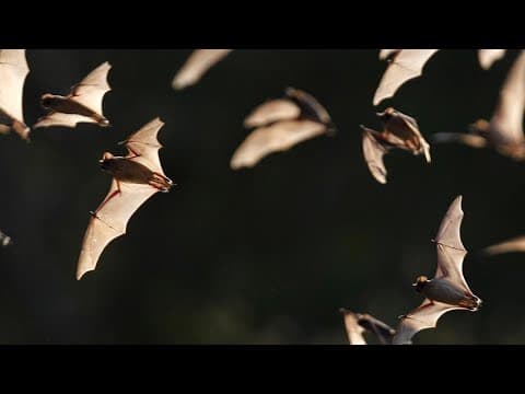 Bat tests positive for rabies after it was found dead in North Texas city