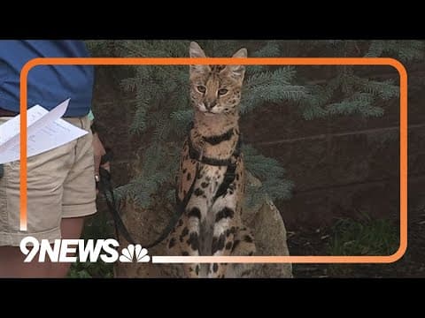 Sunrise Safari | Serval