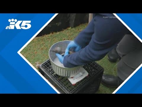 Point Defiance Zoo celebrates birth of six penguin chicks