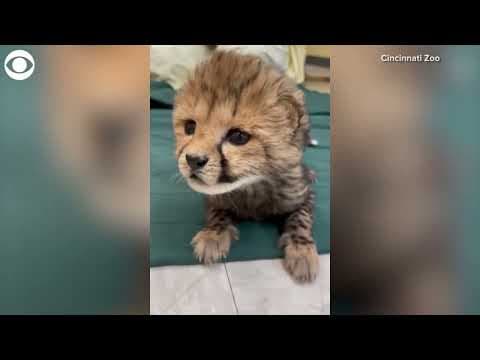 Cheetah cub gets special care at Cincinnati Zoo