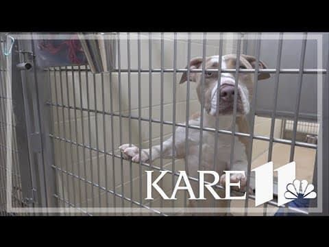 Adoption centers closed following AHS canine influenza outbreak