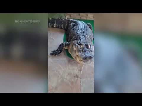 New York man wants his 750-pound alligator back after authorities seize it from his home