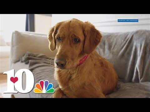 “Dogumentary” promotes dog-friendly Knoxville